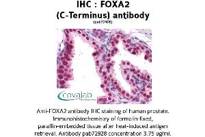 Image no. 1 for anti-Forkhead Box A2 (FOXA2) (C-Term) antibody (ABIN1734413) (FOXA2 antibody  (C-Term))