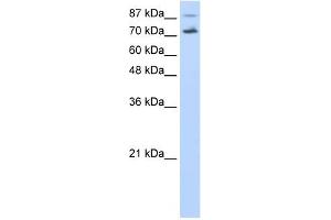 CDC25B antibody used at 0. (CDC25B antibody)