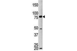 Western blot testing of MELK antibody and HEPG2 lysate. (MELK antibody  (AA 525-554))