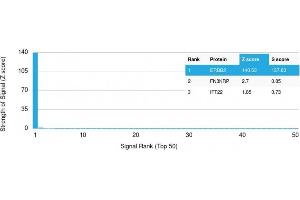 Analysis of Protein Array containing more than 19,000 full-length human proteins using HER-2 Mouse Monoclonal Antibody (HRB2/282). (ErbB2/Her2 antibody  (Extracellular Domain))