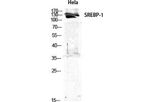 Western Blot analysis of various cells using SREBP-1 Polyclonal Antibody diluted at 1:1000. (SREBF1 antibody)