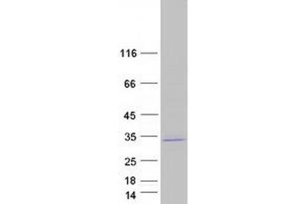 CDC42EP2 Protein (Myc-DYKDDDDK Tag)