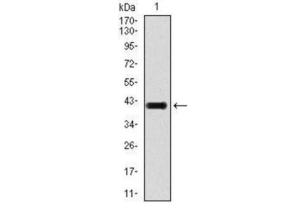 TGFB1 antibody  (AA 62-195)