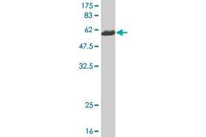 Western Blot detection against Immunogen (58. (CNN1 antibody  (AA 1-297))