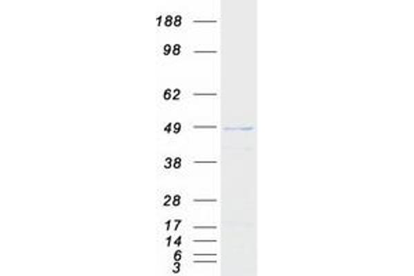 PRMT8 Protein (Myc-DYKDDDDK Tag)