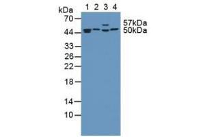 Figure. (PSMC4 antibody  (AA 1-418))
