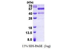 SDS-PAGE (SDS) image for Synaptotagmin XIII (SYT13) (AA 30-426) protein (His tag) (ABIN5853081) (SYT13 Protein (AA 30-426) (His tag))