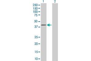 Western Blot analysis of FBXO28 expression in transfected 293T cell line by FBXO28 MaxPab polyclonal antibody. (FBXO28 antibody  (AA 1-368))