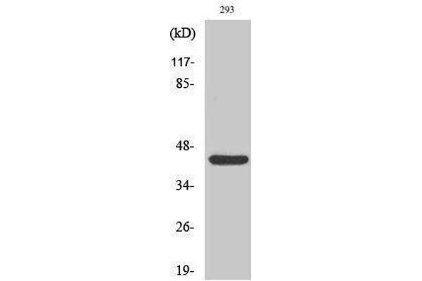 RAD52 antibody  (Thr56)