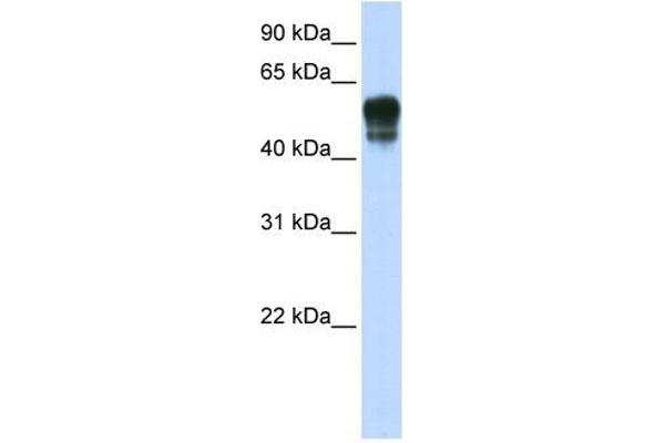 SPNS1/Spinster 1 antibody