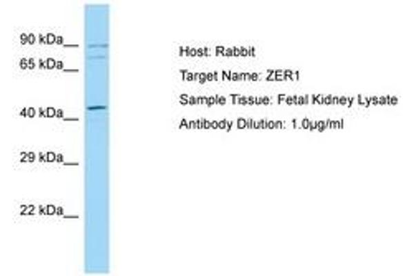 ZER1 antibody  (C-Term)