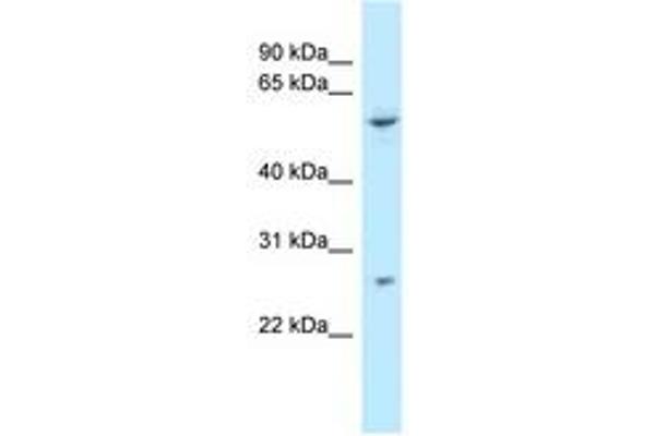 TTC39B antibody  (AA 378-427)