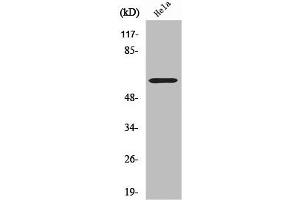 Western Blot analysis of LOVO cells using CYP2U1 Polyclonal Antibody (CYP2U1 antibody  (Internal Region))