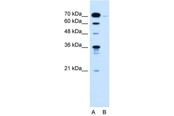 KLHL31 antibody