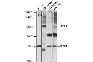 Western blot analysis of extracts of various cell lines, using RUSC1 antibody (ABIN6293405) at 1:1000 dilution. (RUSC1 antibody)