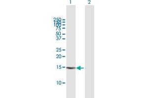 Western Blot analysis of VEGFA expression in transfected 293T cell line by VEGFA MaxPab polyclonal antibody. (VEGFA antibody  (AA 1-147))