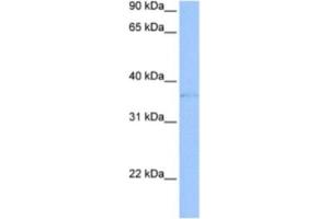 Western Blotting (WB) image for anti-Triggering Receptor Expressed On Myeloid Cells-Like 2 (TREML2) antibody (ABIN2463297) (TREML2 antibody)