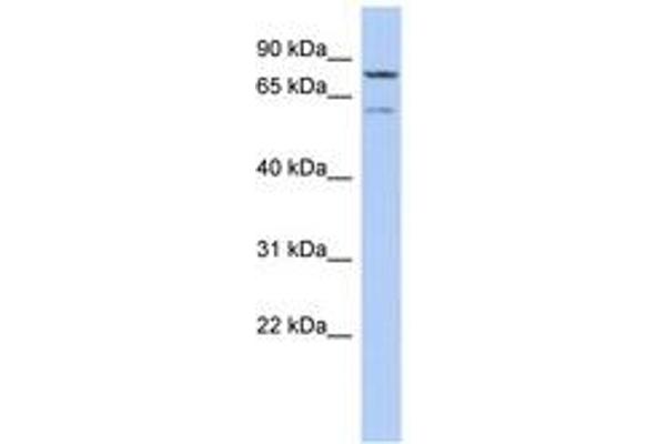 OSGIN1 antibody  (AA 143-192)