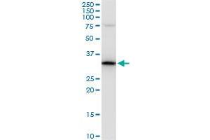 PPIE polyclonal antibody (A01), Lot # 060524JCS1. (PPIE antibody  (AA 2-100))