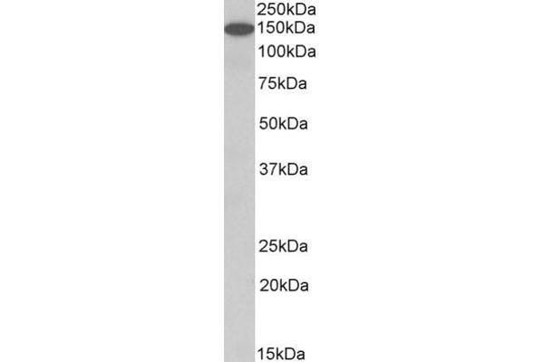 Contactin 1 antibody  (AA 585-870)