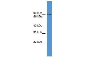 Clcn5 antibody used at 1. (Chloride Channel 5 antibody  (Middle Region))