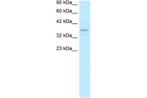 Western Blotting (WB) image for anti-TAF7 RNA Polymerase II, TATA Box Binding Protein (TBP)-Associated Factor, 55kDa (TAF7) antibody (ABIN2463871) (TAF7 antibody)