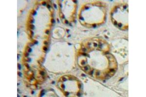 IHC-P analysis of Kidney tissue, with DAB staining. (Ephrin B2 antibody  (AA 42-333))