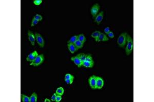 Immunofluorescent analysis of HepG2 cells using ABIN7146224 at dilution of 1:100 and Alexa Fluor 488-congugated AffiniPure Goat Anti-Rabbit IgG(H+L) (N-Cadherin antibody  (AA 746-906))