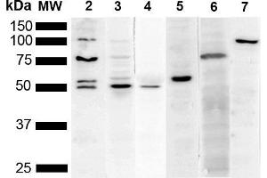 Western Blot analysis of Human Cervical cancer cell line (HeLa) lysate showing detection of Multiple KDEL protein using Mouse Anti-KDEL Monoclonal Antibody, Clone 2C1 (ABIN5650498). (KDEL antibody  (N-Term) (Atto 488))