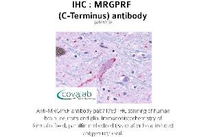 Image no. 1 for anti-MAS-Related GPR, Member F (Mrgprf) (C-Term) antibody (ABIN1737068) (Mrgprf antibody  (C-Term))