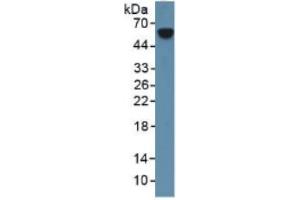 Western Blotting (WB) image for Coagulation Factor VII (F7) ELISA Kit (ABIN6574291)