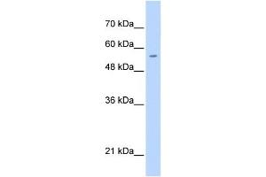 PGS1 antibody used at 0. (PGS1 antibody  (C-Term))