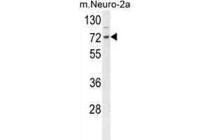 Western Blotting (WB) image for anti-DnaJ (Hsp40) Homolog, Subfamily C, Member 2 (DNAJC2) antibody (ABIN3004363) (DNAJC2 antibody)