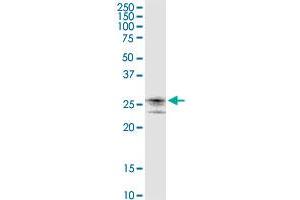 Immunoprecipitation of PGAM1 transfected lysate using anti-PGAM1 monoclonal antibody and Protein A Magnetic Bead , and immunoblotted with PGAM1 monoclonal antibody. (PGAM1 antibody  (AA 1-254))