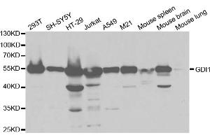 Western blot analysis of extracts of various cell lines, using GDI1 antibody. (GDI1 antibody)