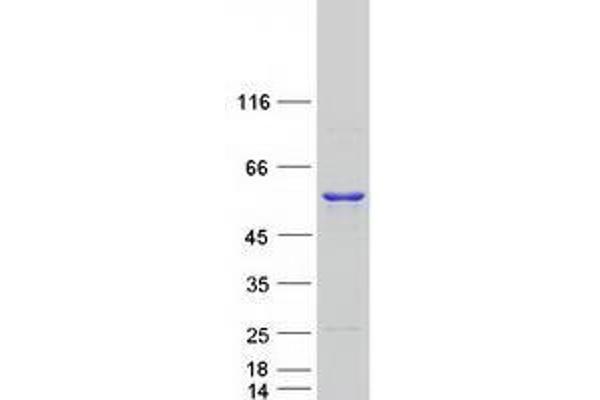 UAP1 Protein (Myc-DYKDDDDK Tag)