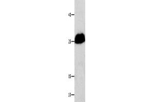 Western Blotting (WB) image for anti-BCL2-Like 1 (BCL2L1) antibody (ABIN2427841) (BCL2L1 antibody)