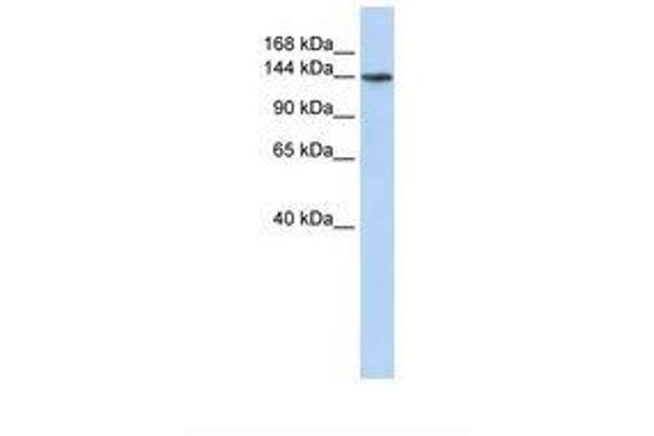 ATP11B antibody  (AA 144-193)