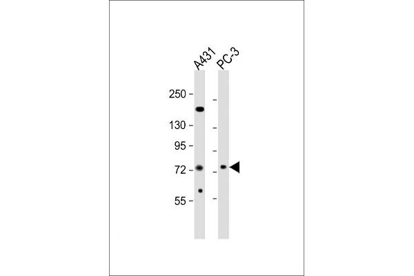 NGEF antibody  (C-Term)