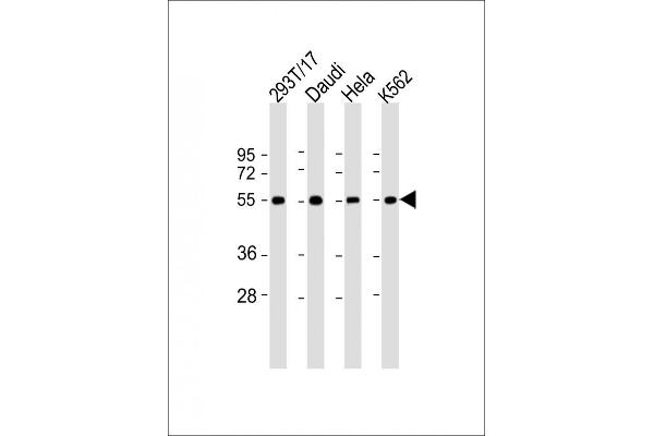 B7-H6 antibody  (C-Term)