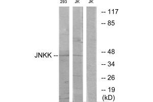 Western blot analysis of extracts from Jurkat cells and 293 cells, using JNKK antibody. (MAP2K4 antibody  (C-Term))