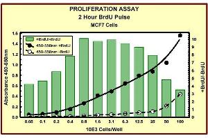 ELISA image for Bromodeoxyuridine (BrdU) ELISA Kit (ABIN955803)