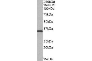 ABIN2564086 (0. (NEK7 antibody  (Internal Region))
