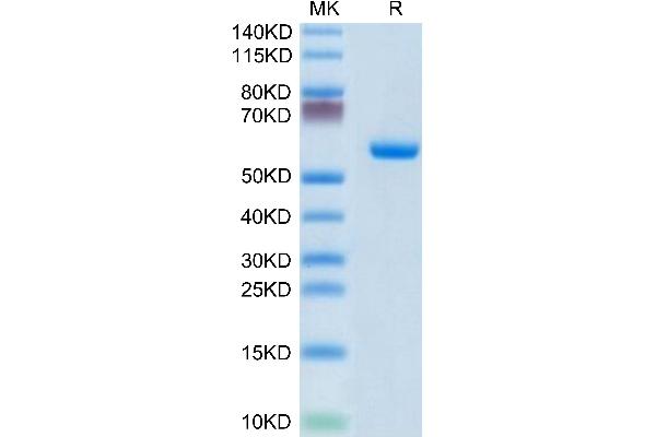 CLEC4A Protein (AA 70-237) (Fc Tag)