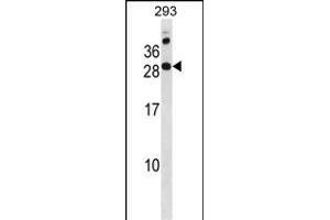 RC Antibody (N-term) (ABIN1881727 and ABIN2838837) western blot analysis in 293 cell line lysates (35 μg/lane). (RAP2C antibody  (N-Term))