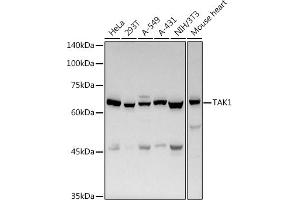 Western blot analysis of extracts of various cell lines, using T antibody (ABIN6130537, ABIN6143503, ABIN6143504 and ABIN6215581) at 1:500 dilution. (MAP3K7 antibody  (AA 300-470))