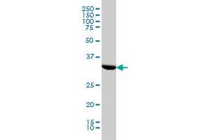 HTRA2 monoclonal antibody (M03), clone 3G5 Western Blot analysis of HTRA2 expression in HeLa . (HTRA2 antibody  (AA 359-458))