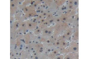 Used in DAB staining on fromalin fixed paraffin- embedded liver tissue (PANK1 antibody  (AA 298-500))
