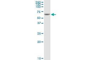 IL31RA MaxPab rabbit polyclonal antibody. (IL31RA antibody  (AA 1-732))