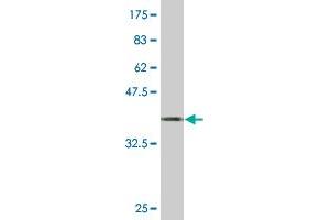 Western Blot detection against Immunogen (37. (SH3GL1 antibody  (AA 12-119))